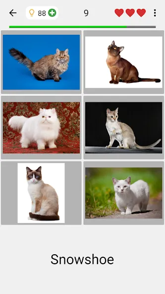 Cats Quiz Guess Popular Breeds [МОД: Много денег, Монет и Все открыто] Screenshot 2