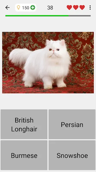 Cats Quiz Guess Popular Breeds [МОД: Много денег, Монет и Все открыто] Screenshot 4
