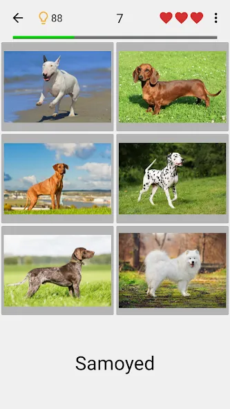 Dogs Quiz - Guess All Breeds! [МОД: Все открыто, Дополнительные деньги и Меню MOD] Screenshot 1