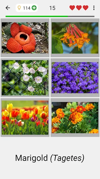 Flowers Quiz - Identify Plants [МОД: Меню, Бесконечные монеты и Открытые уровни] Screenshot 2