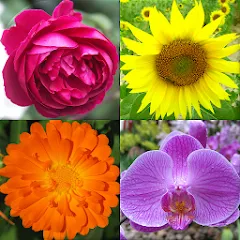 Скачать Flowers Quiz - Identify Plants [МОД: Меню, Бесконечные монеты и Открытые уровни] | Взлом Flowers Quiz - Identify Plants на Андроид