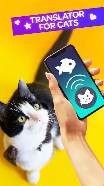 Cat Translator Pet Talk Meow [МОД: Все открыто, Дополнительные деньги и Меню MOD] Screenshot 1