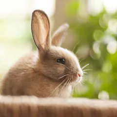Скачать 1 picture and a few words [МОД: Меню, Бесконечные монеты и Открытые уровни] | Взлом 1 picture and a few words на Андроид