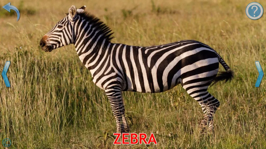 Animals for Kids [МОД: Много денег, Монет и Все открыто] Screenshot 3