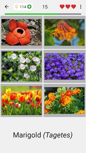 Download Flowers Quiz - Identify Plants [MOD MegaMod] latest version 0.9.4 for Android